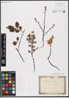 Foto von Salix aurita L.